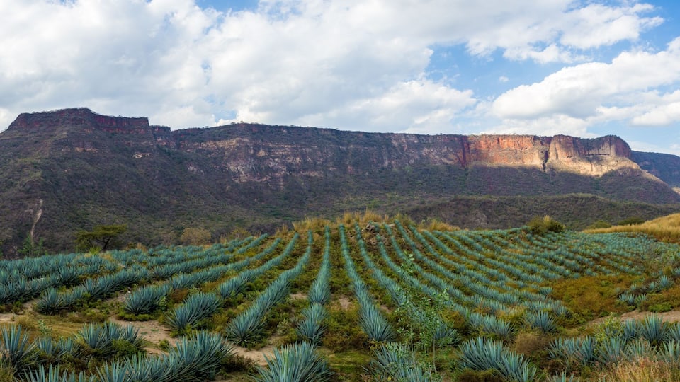 tequila jalisco