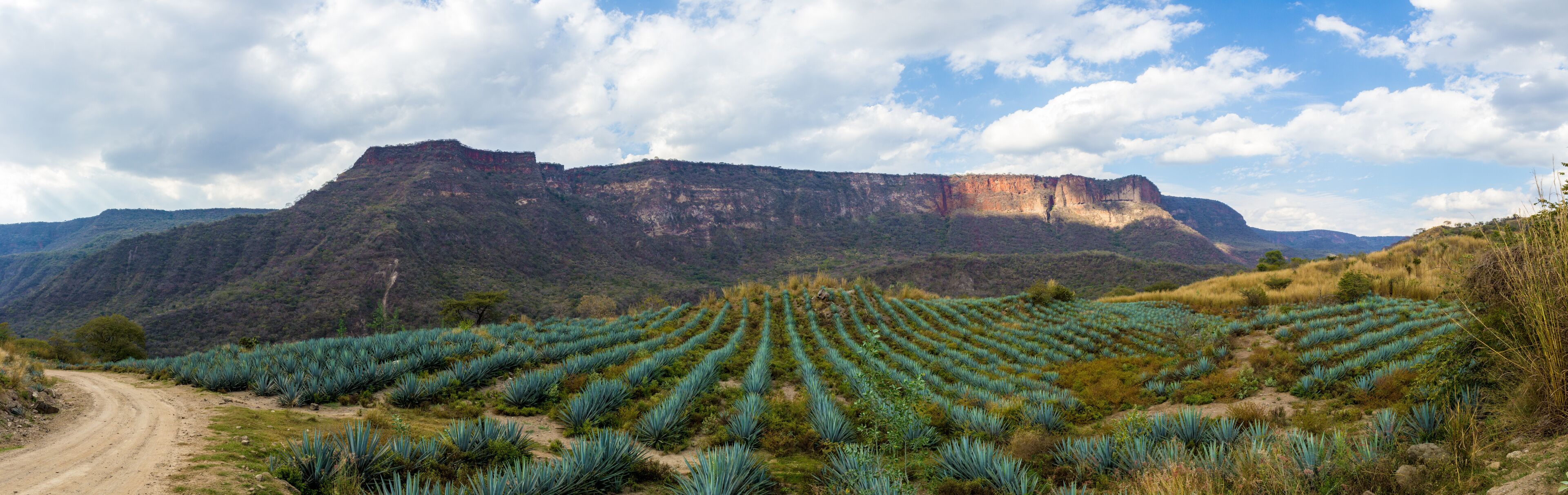 A mountainous landscape with rows of agave plants and a dirt road.