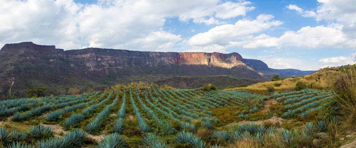 A mountainous landscape with rows of agave plants and a dirt road.