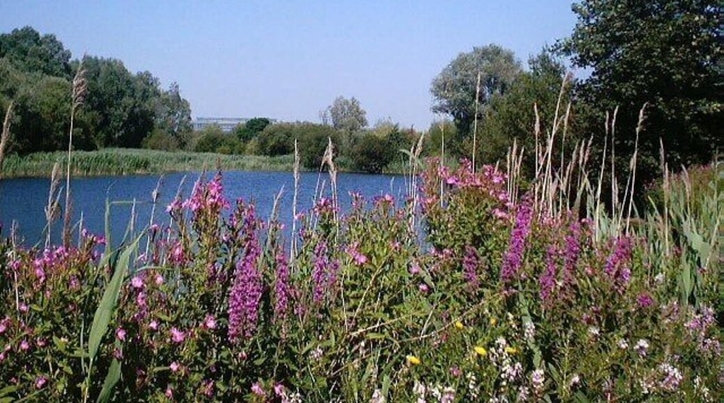 Bedfont Lakes Country Park. Wild flowers are a delightful feature of this country park. It was created about 10 years ago from gravel pits & rubbish dumps.