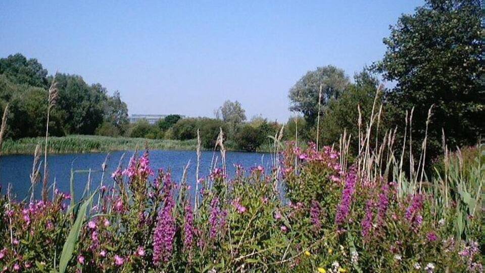 Bedfont Lakes Country Park. Wild flowers are a delightful feature of this country park. It was created about 10 years ago from gravel pits & rubbish dumps.