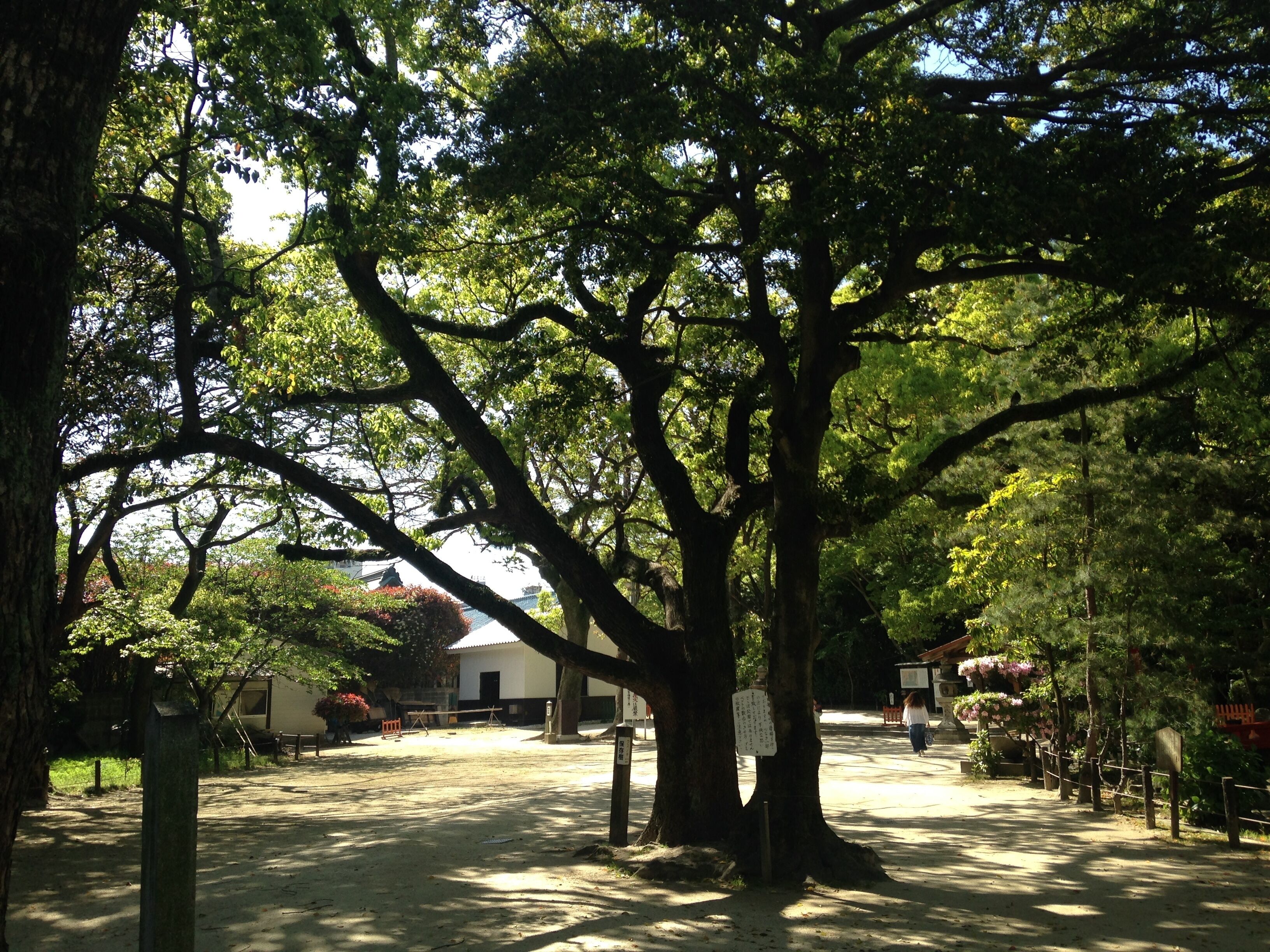 住吉神社南門付近のクスノキ
