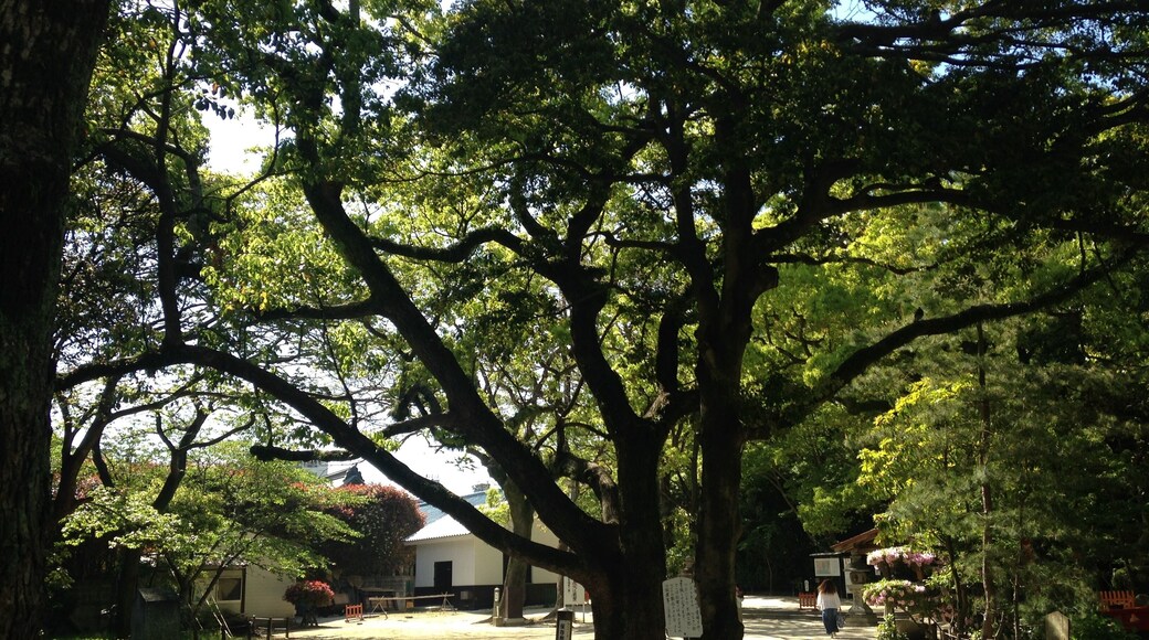 住吉神社南門付近のクスノキ