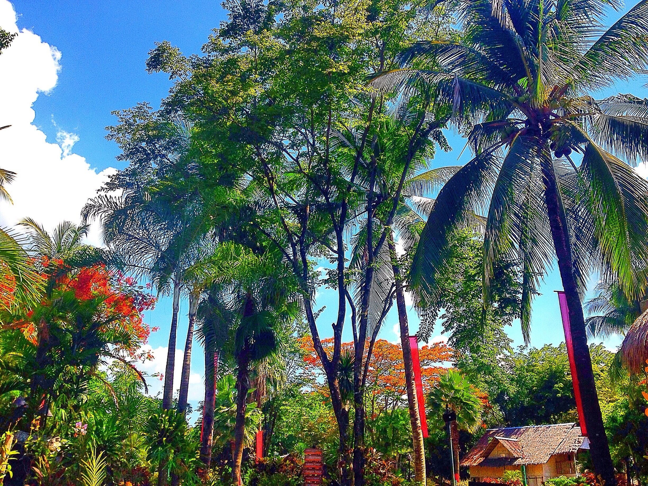 I will never get tired looking up to these view.. Sooo peaceful!.. 

This view is from the main entrance of Nayong Pilipino at Clark Pampanga Philippines.. 