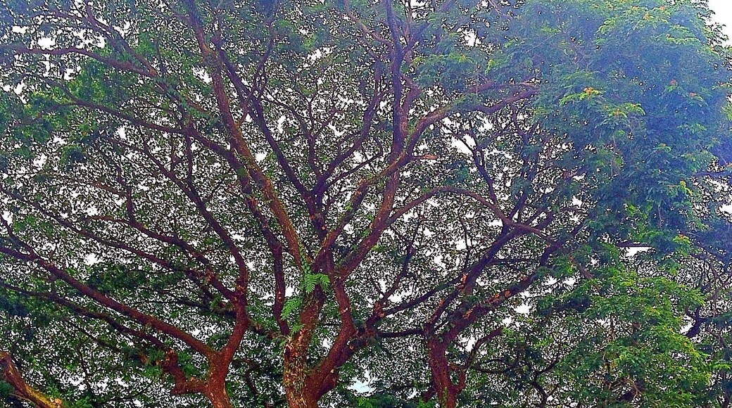 Big Acacia Tree lined up at Fontana Hotel and Villas