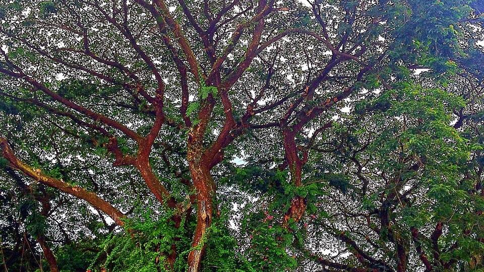 Big Acacia Tree lined up at Fontana Hotel and Villas