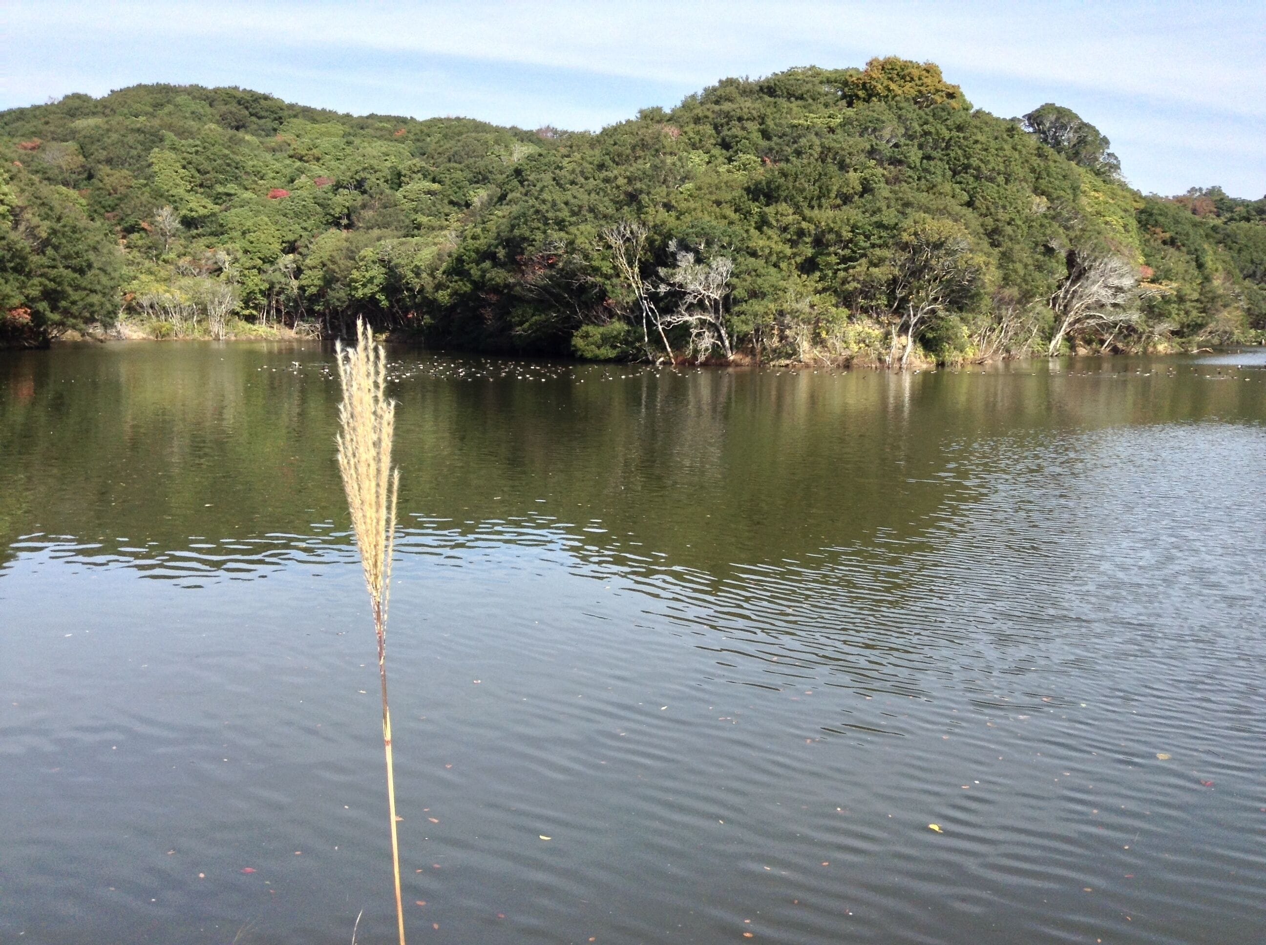 Hamajimacho Hamajima, Shima, Mie Prefecture 517-0404, Japan