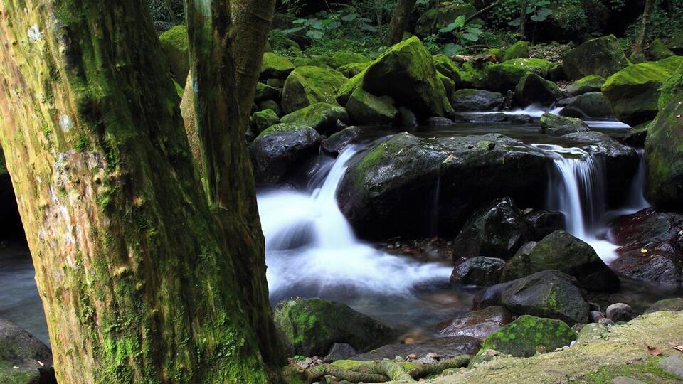 A forest stream with moss-covered rocks and trees.