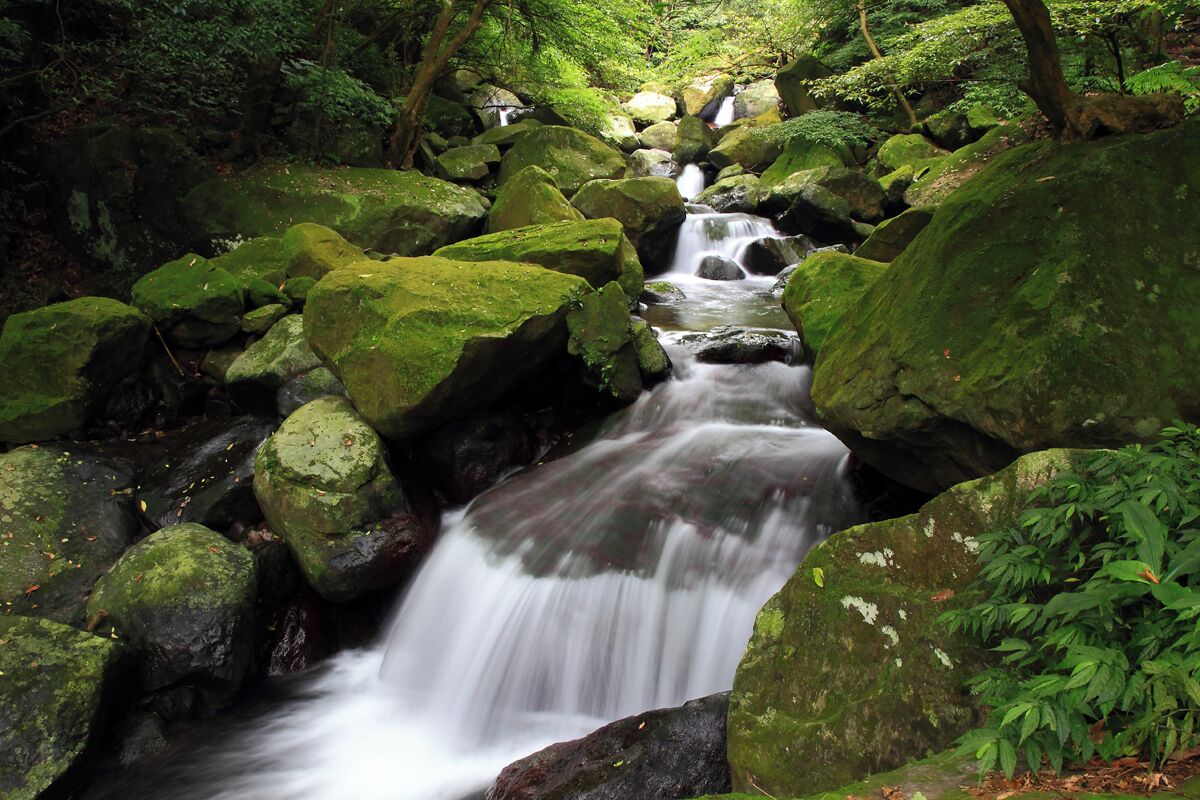 A forested stream with moss-covered rocks and lush greenery.