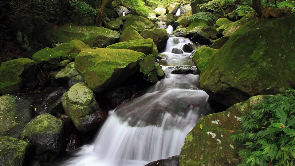 A forested stream with moss-covered rocks and lush greenery.