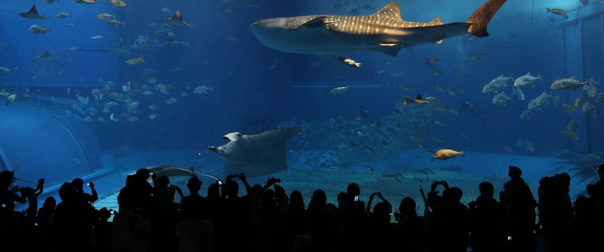 The Kuroshio Sea in the Okinawa Churaumi Aquarium, Ishikawa, Motobu, Kunigami District, Okinawa Prefecture 905-0206, Japan