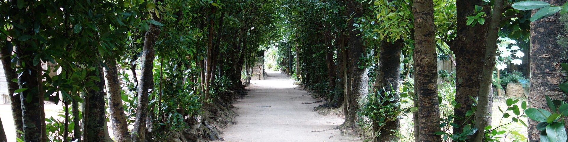 フクギ並木 20160121