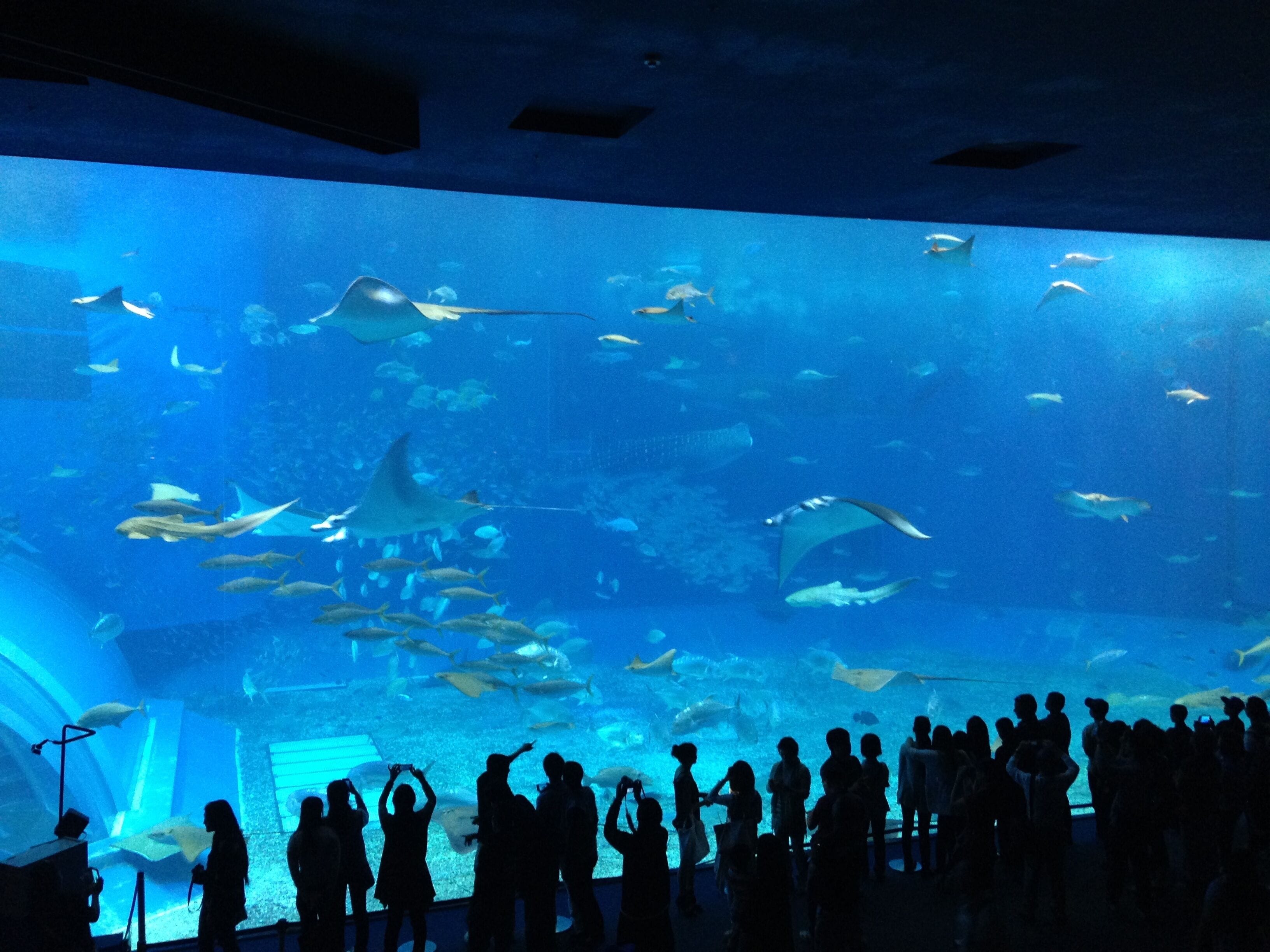 Acuario con un tanque grande lleno de peces y rayas, observado por una multitud.
