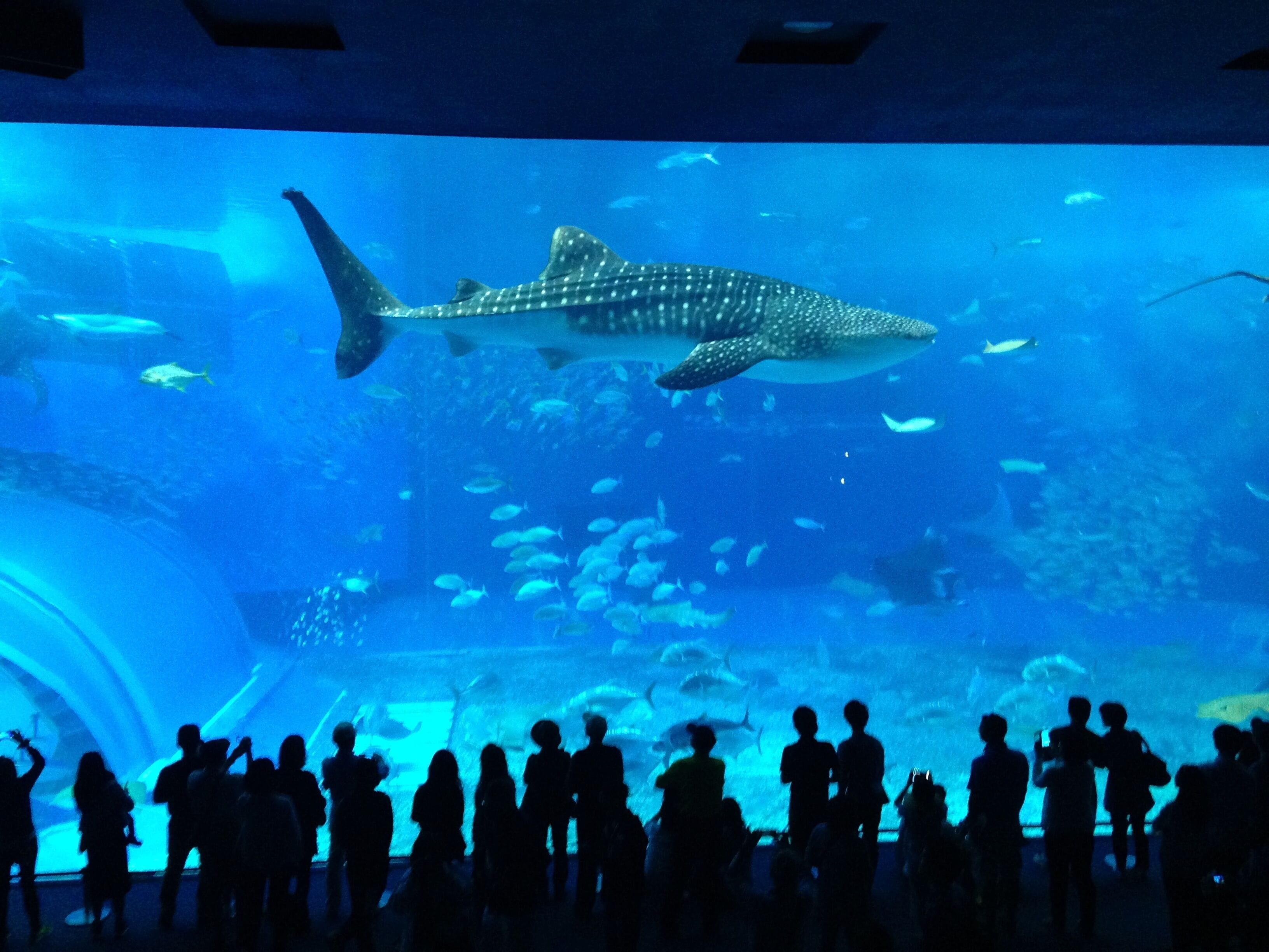 Un gran acuario con una tinaja nadando sobre una multitud de personas.