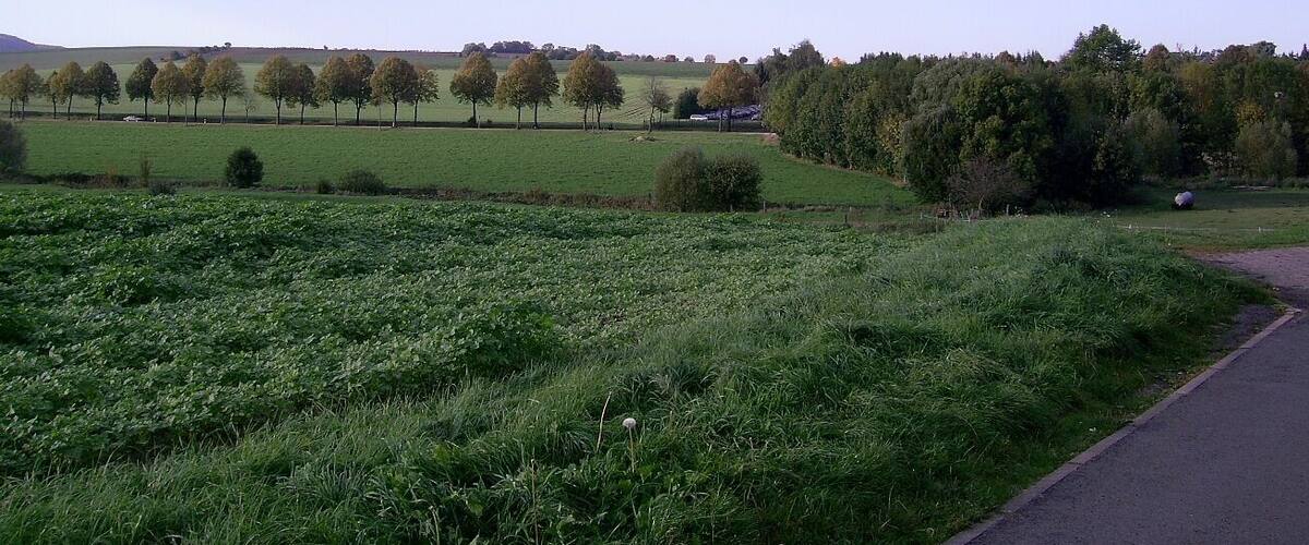 A rural landscape with a field, trees, and a road.