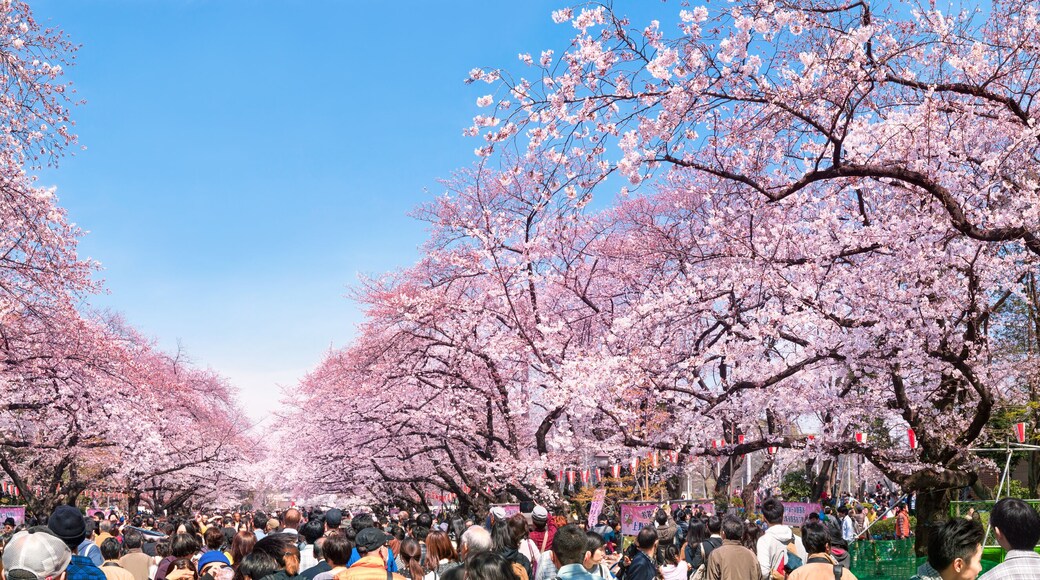 Kirschblüten in Tokyo im Ueno Park im Frühling