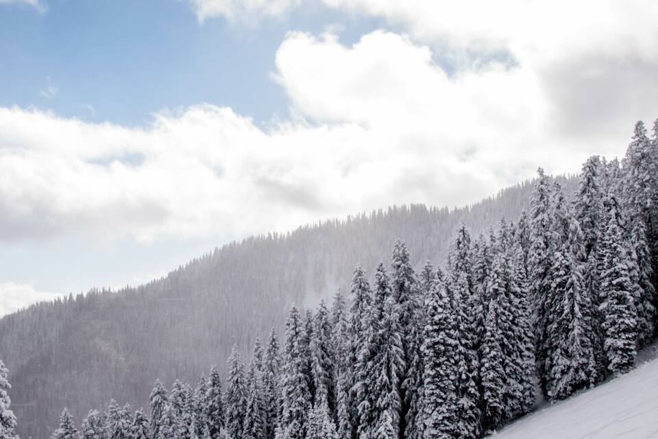 A snow-covered forest with a clear sky.