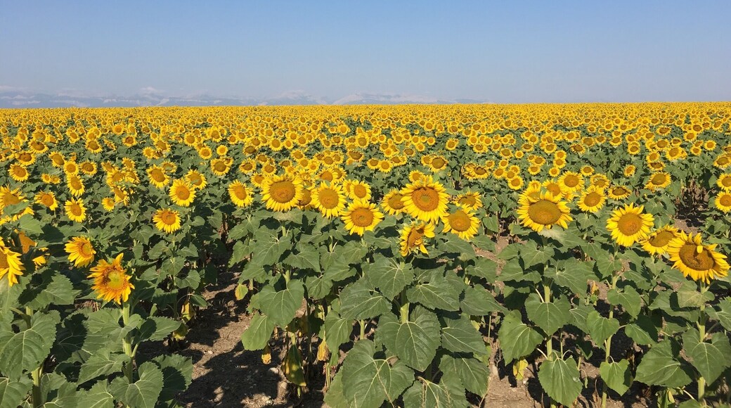 Traveling out of Glacier National Park to Yellowstone we noticed this very large pasture of about 50 acres of beautiful sunflowers.