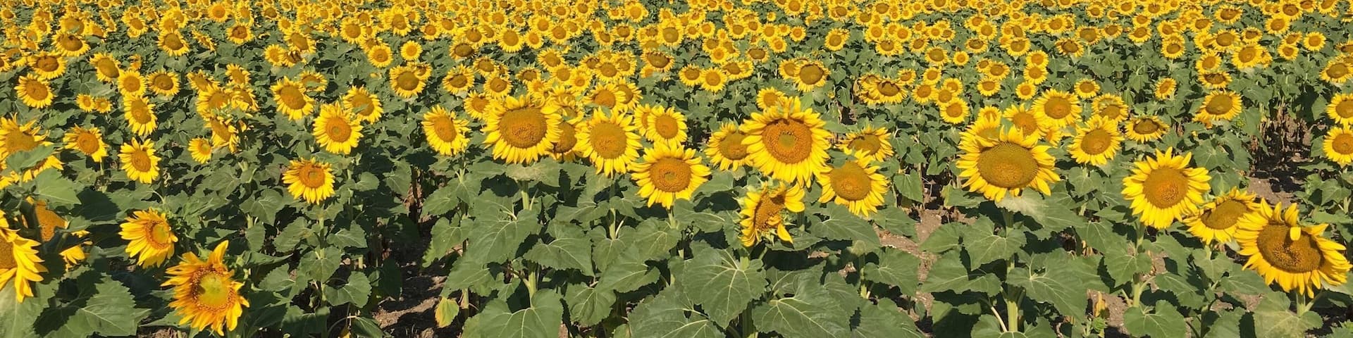 Traveling out of Glacier National Park to Yellowstone we noticed this very large pasture of about 50 acres of beautiful sunflowers.