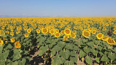 Traveling out of Glacier National Park to Yellowstone we noticed this very large pasture of about 50 acres of beautiful sunflowers.