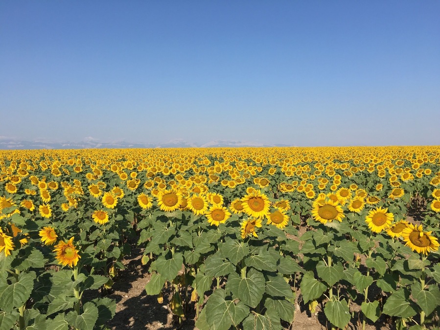 Traveling out of Glacier National Park to Yellowstone we noticed this very large pasture of about 50 acres of beautiful sunflowers.