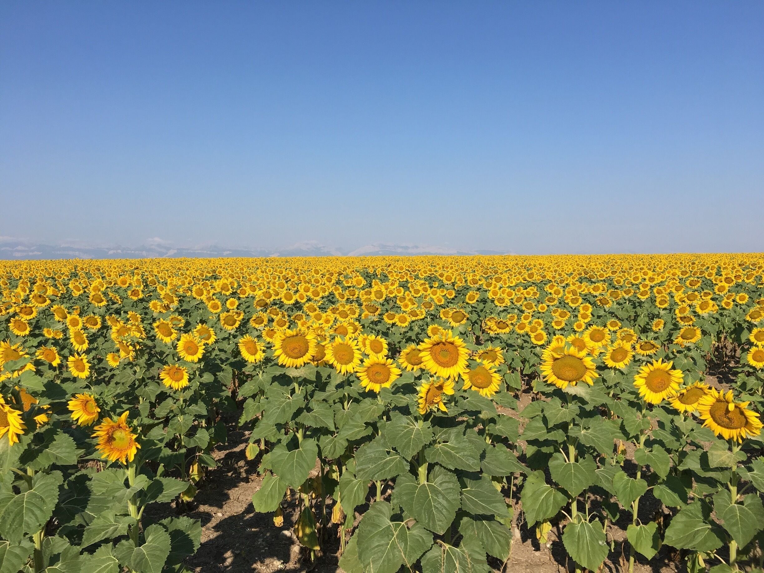 A sunflower field under a clear blue sky.