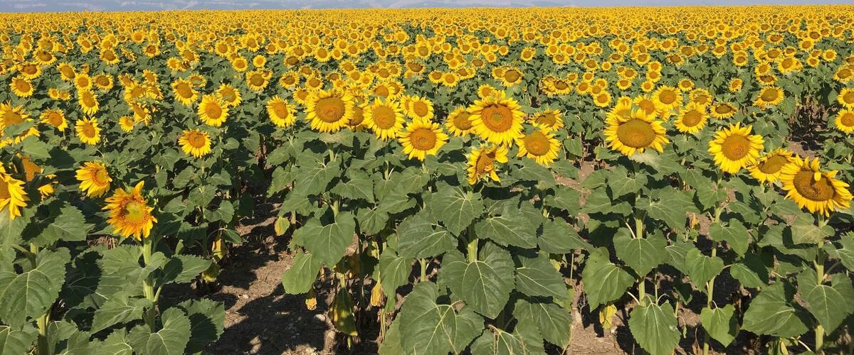 A sunflower field under a clear blue sky.