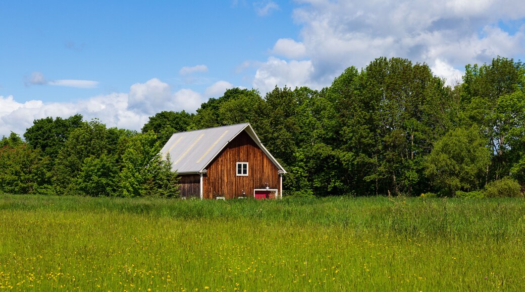 Picturesque wooden barn in the back of a field covered in yellow wildflowers in spring, Stanstead (Ogden), Estrie region, Quebec, Canada