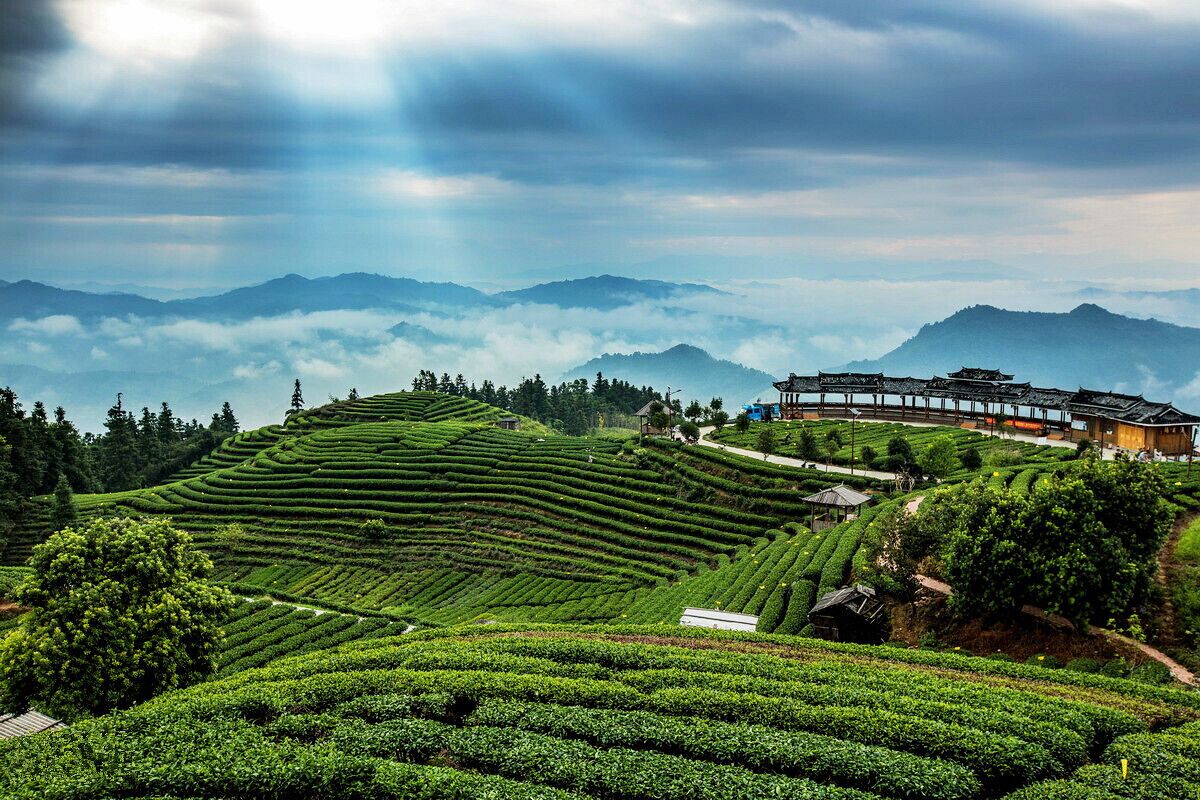 Tea-picking at the Buyang Fairy Mountain Tea Garden of #Sanjiang.
#三江布央仙人山茶园

https://twitter.com/Beautifulgx