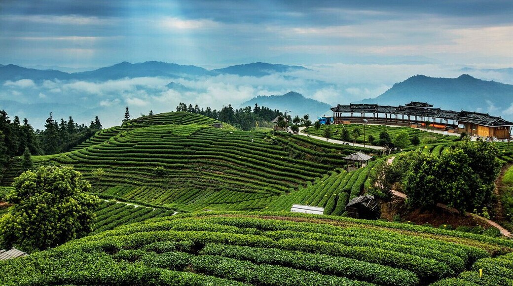 Tea-picking at the Buyang Fairy Mountain Tea Garden of #Sanjiang.
#三江布央仙人山茶园
https://twitter.com/Beautifulgx