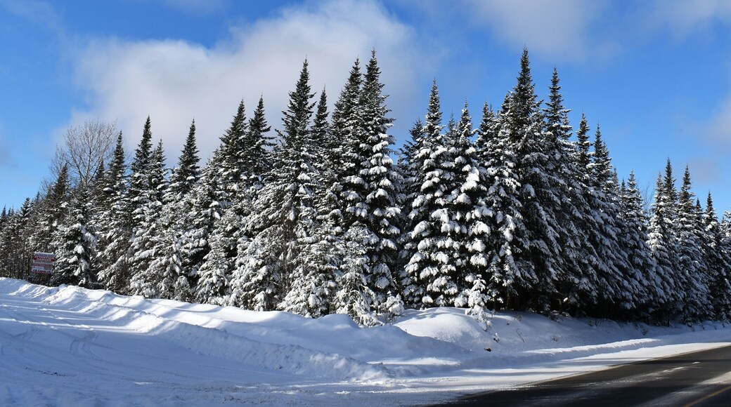 Snow-covered spruce trees in the Montmagny road, Québec