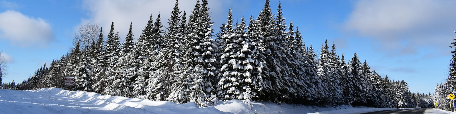 Snow-covered spruce trees in the Montmagny road, Québec