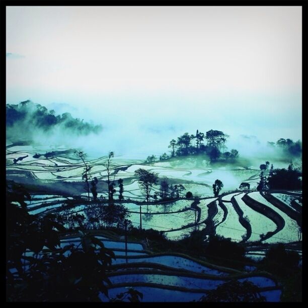 Terraced rice fields with a misty atmosphere.