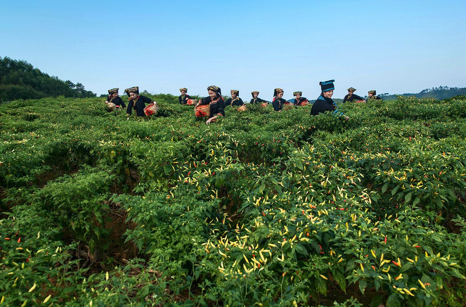 The harvest of #ZhiTianjiao (or Red Cluster Pepper), it is a famous specialty in Guangxi,and is one kind hottest  pepper under Tiandeng specific soil and climatic. #天等指天椒.

https://twitter.com/Beautifulgx