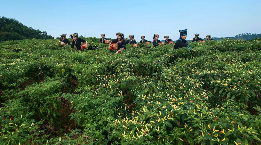 The harvest of #ZhiTianjiao (or Red Cluster Pepper), it is a famous specialty in Guangxi,and is one kind hottest pepper under Tiandeng specific soil and climatic. #天等指天椒.
https://twitter.com/Beautifulgx