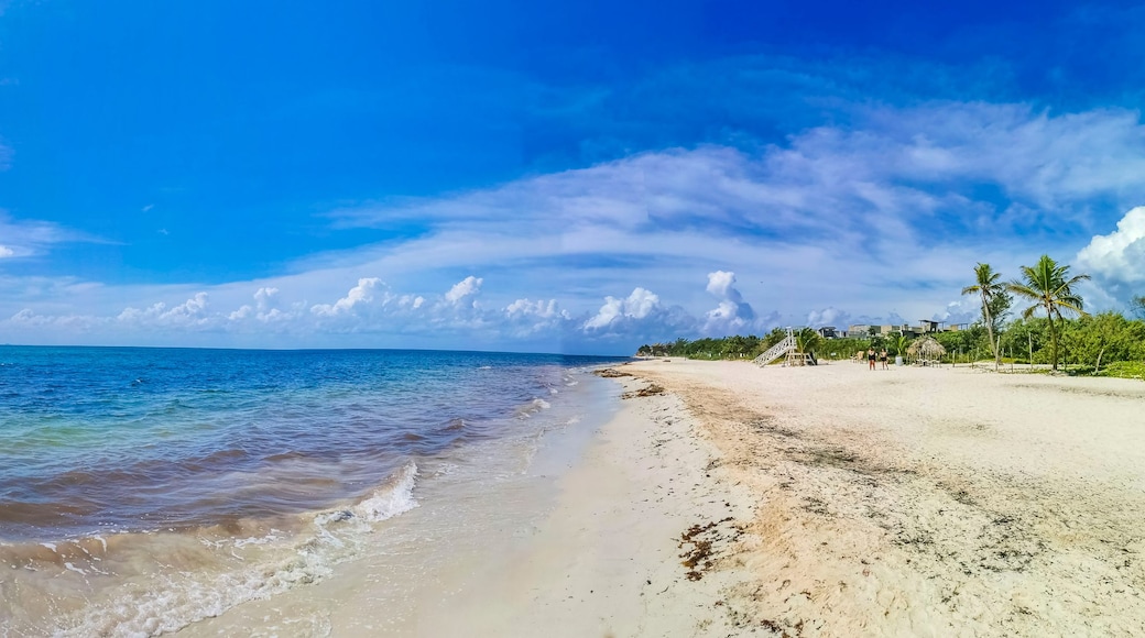Ein Strand mit klarem, blauem Wasser, sandigem Ufer und Palmen.