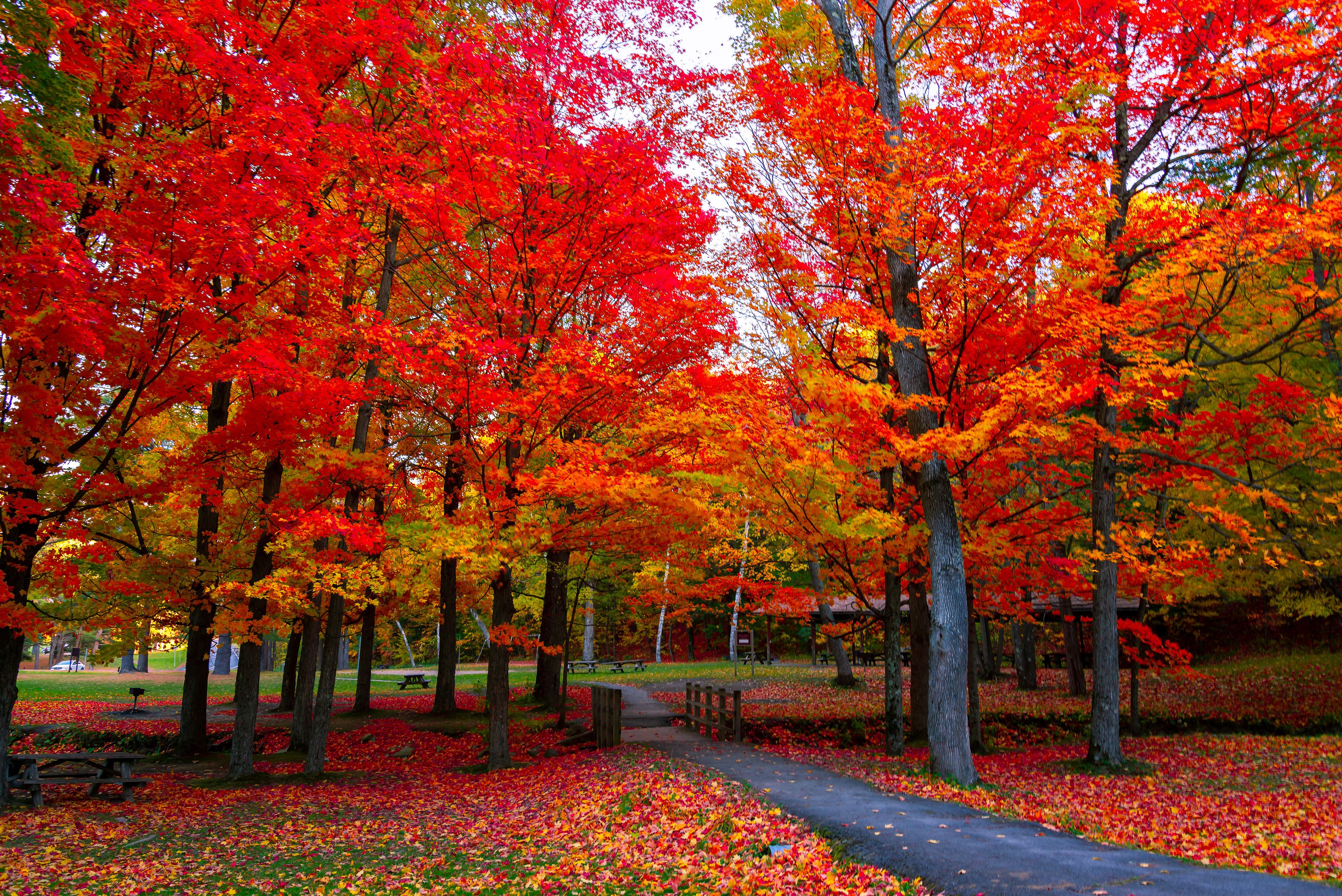 Beautiful fall foliage in the northeast USA