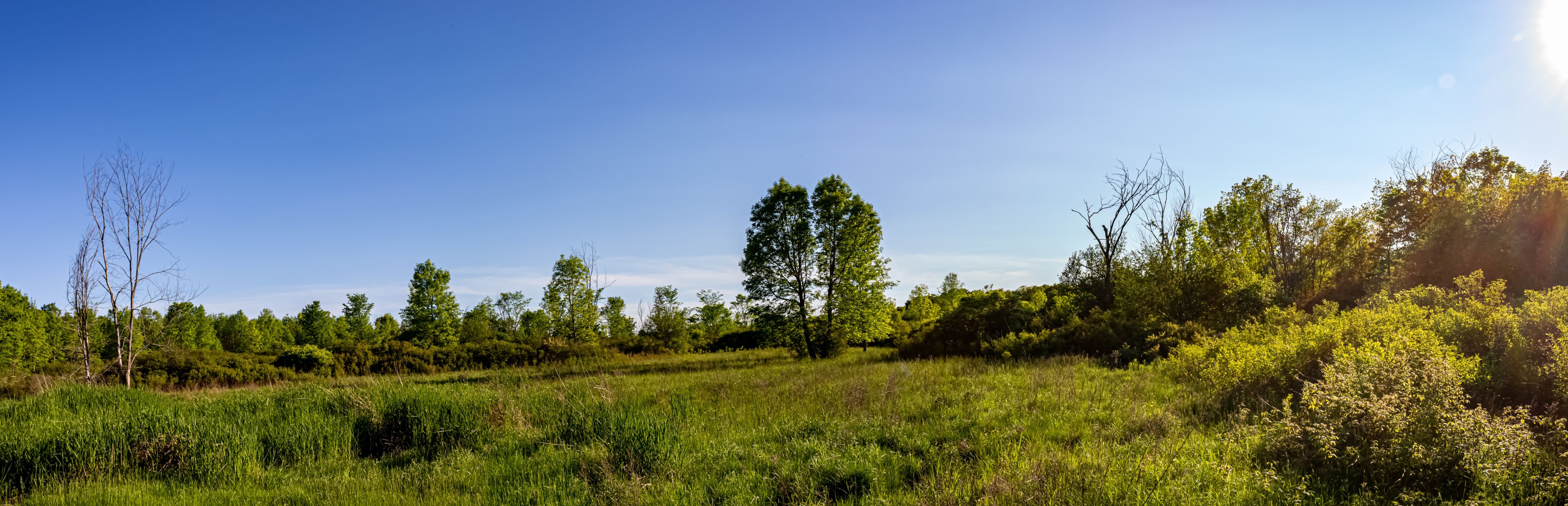 A grassy field with trees and a clear blue sky.