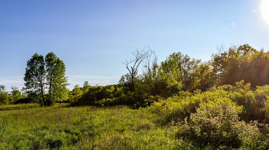 A grassy field with trees and a clear blue sky.