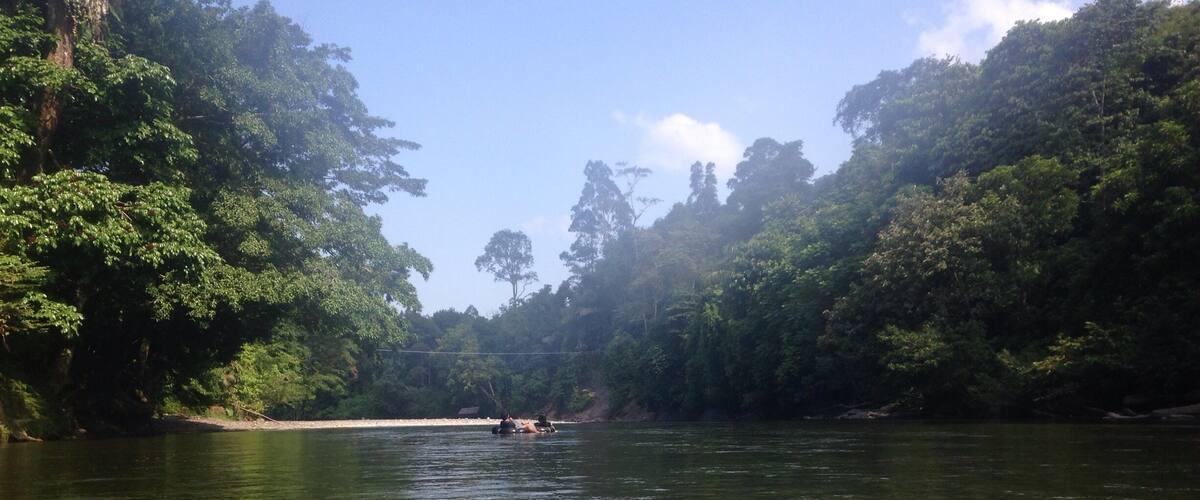 A river surrounded by dense forest.