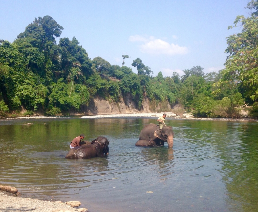 The elephants at Tangkahan have a fantastic life. Patrollers and protectors of the jungle they have river baths and jungle treks daily. A beautiful site to see.