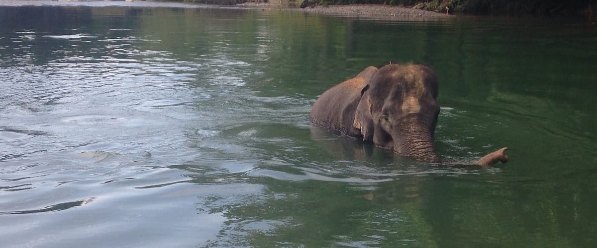 Bathing elephants at Tangkahan is unmissable. Not only do these gentle giants help raise money to protect the forest (tourists pay to help bathe them), they also do jungle patrol with the Rangers once a week!