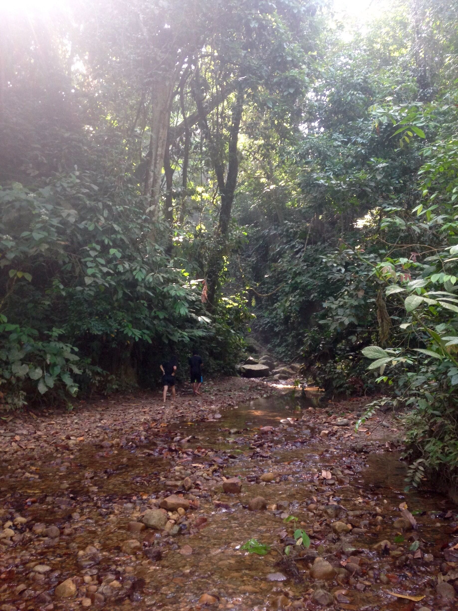 Tangkahan is full of rivers, waterfalls, streams, hot springs and jungle trekking. A beautiful place to explore. 