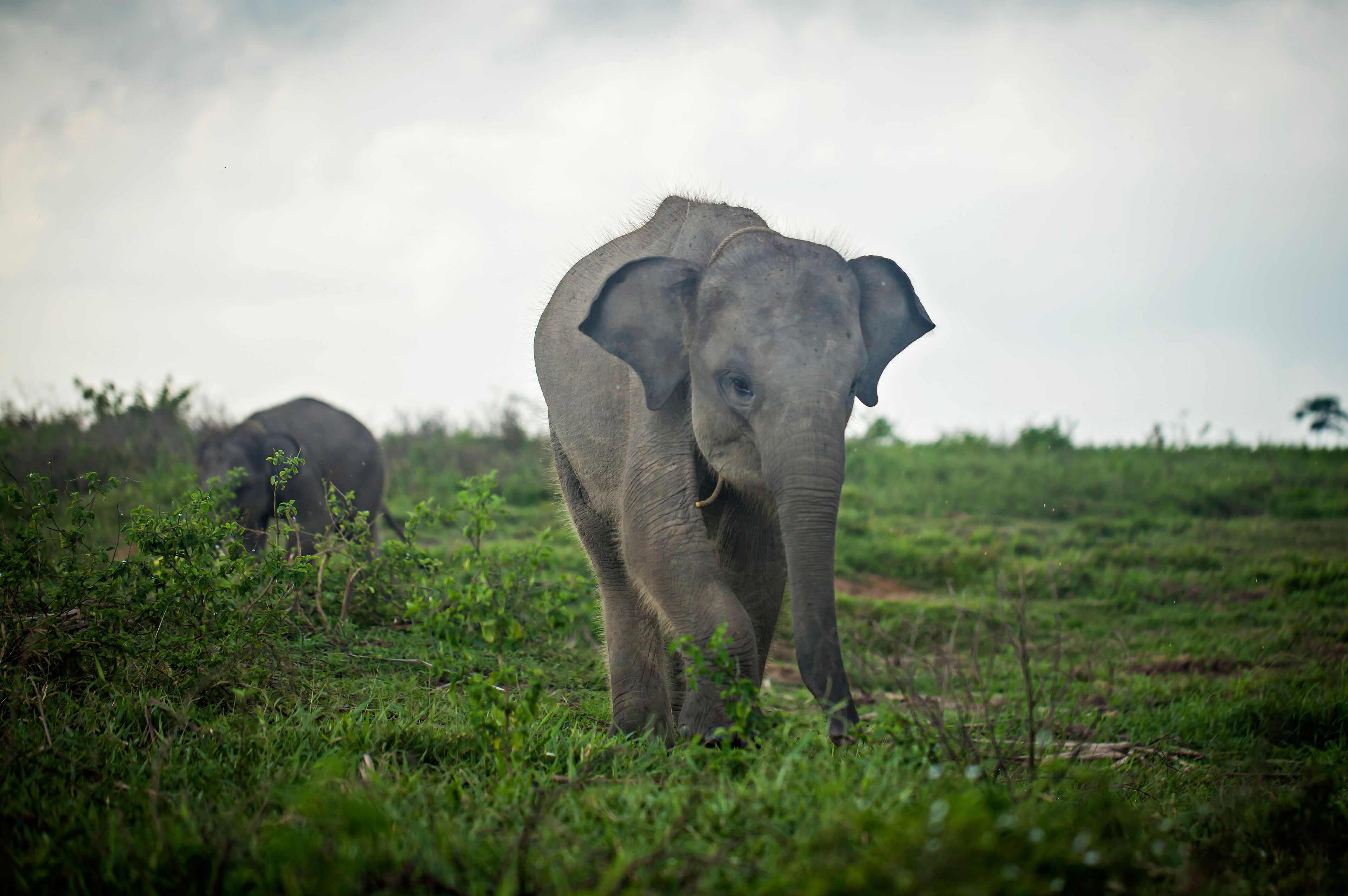A young elephant in a grassy field with another elephant in the background.
