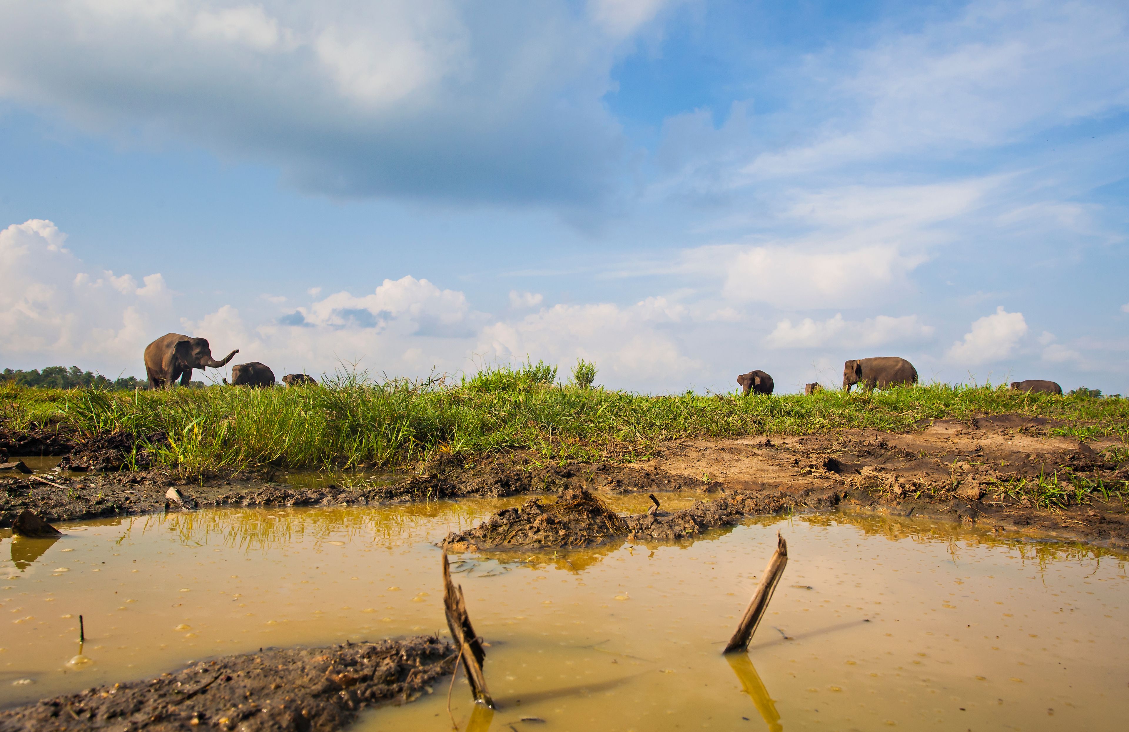 A muddy water body with reflections, surrounded by grass and a clear sky.