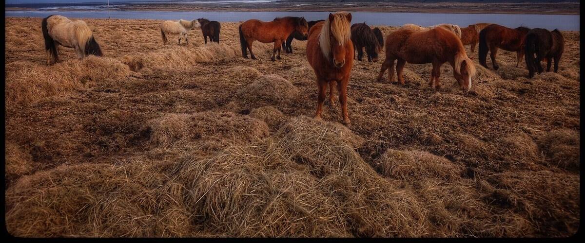 A group of horses grazing on a field with a lake and mountains in the background.
