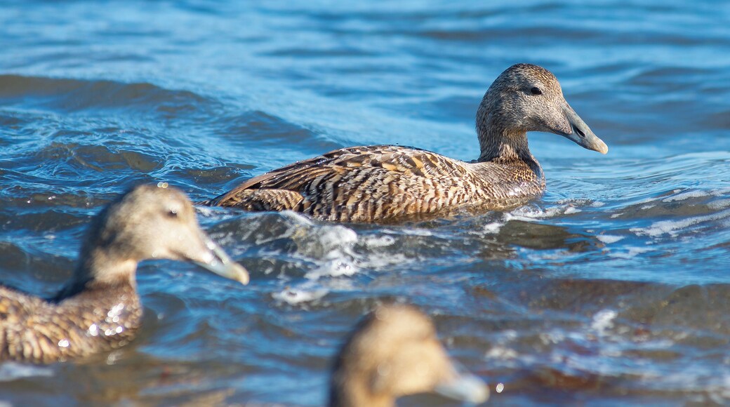 We came to see the seals - there were a few in the surf, but too far out for my camera lens. The eider ducks were much more cooperative.