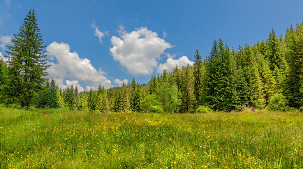 Elatia wood - Karantere