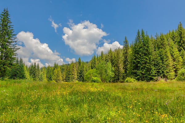 Une prairie verdoyante et luxuriante, parsemée de grands arbres à feuilles persistantes et surplombée d’un ciel bleu clair.