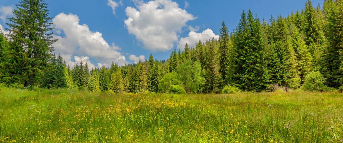 A lush green meadow with tall coniferous trees and a clear blue sky.